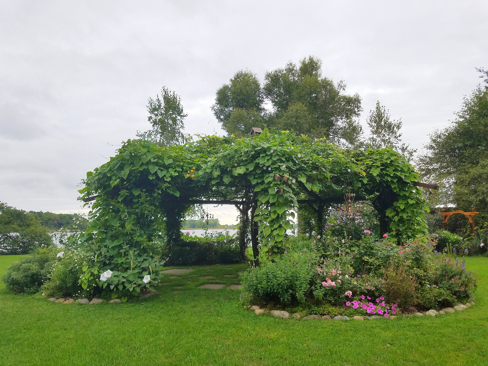 Morning Glories overtake even the Trumpet Vine; white Moonflower at the base